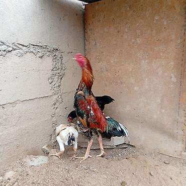 Куры, петухи: Продаю | Цыплята | Для разведения — 7