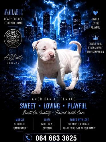 Psi: American bully štenci – vrhunski kvalitet Na prodaju tri prelepe ženke — 1