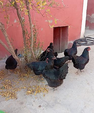 K/t heyvanları və malları: Toyuq, Australorp, Yumurtalıq — 5