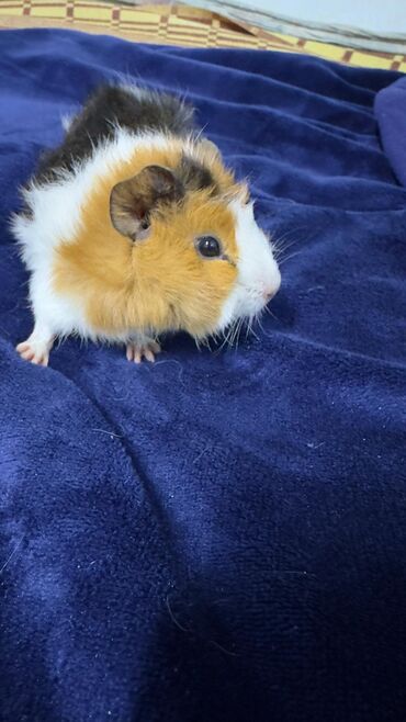 Морские свинки: ПРОДАЮ МОРСКУЮ СВИНКУ! •ДЕВОЧКА •РОДИЛАСЬ 16 ОКТЯБРЯ •ПУШИСТАЯ — 4