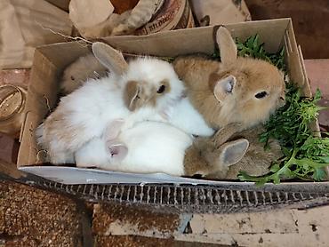 Dovşanlar: Karlik bala dovşanlar bala dovşanlar satılır dovşanlar dovşan — 15