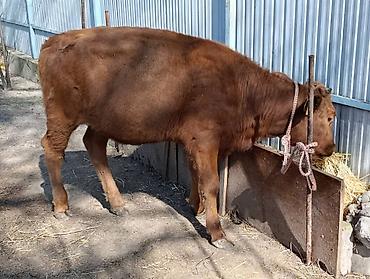 Коровы, быки: Продаю | Корова (самка) | Алатауская — 2