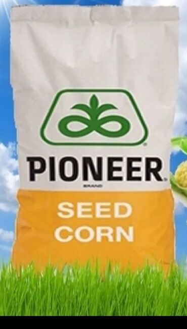пионер семена: Семена и саженцы Кукурузы, Самовывоз