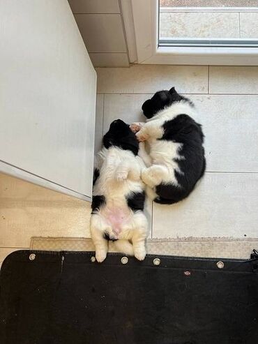 Psi: Američka akita štenci, muško i žensko štene, stari mesec dana — 5