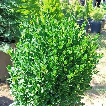 xurma: Xurma xurması (Phoenix dactylifera) – dekorativ xurma palmaları - — 9