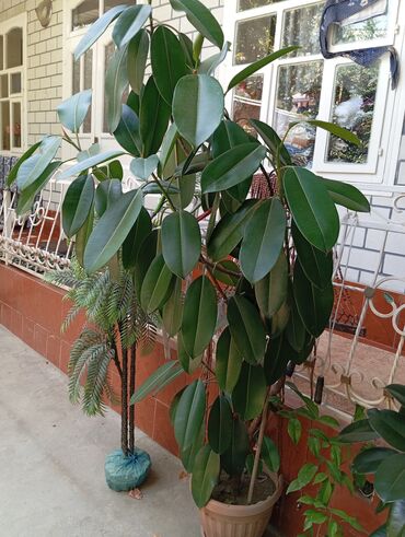озеленения: Фикус каучуконосный (Ficus elastica) — это вечнозеленое растение с