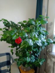 семена цветов комнатных: Удобрение Самовывоз