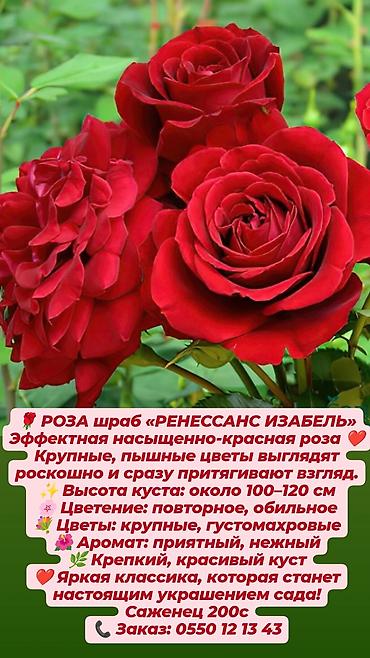 Дёрен Элегантиссима: Кустовые сортовые розы в наличии. Цена за саженец указана на фото — 4