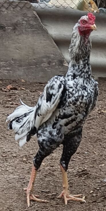 Xoruzlar: Xoruz, il: 1, Ünvandan götürmə — 1