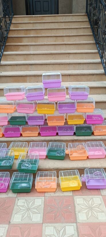 Gəmiricilər: 2cunqarik 1qəfəs üstündə vitaminli yem,quru yonca,apilka hədiyyə cəmi -da lalafo.az — 17 Gəmiricilər: 2cunqarik 1qəfəs üstündə vitaminli yem,quru yonca,apilka hədiyyə cəmi — 17