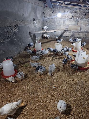 kirpi satisi: Təcili Satılır Serebris F6 colpaları 125 ədəd Colpa irili xırdalı 2 ay — 4