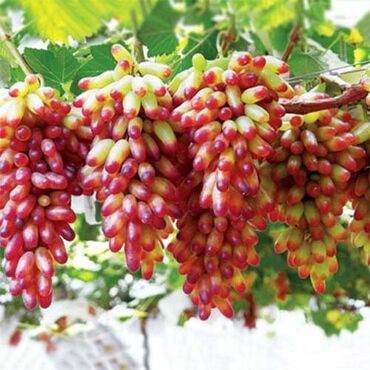 продам саженцы винограда: Семена и саженцы Самовывоз