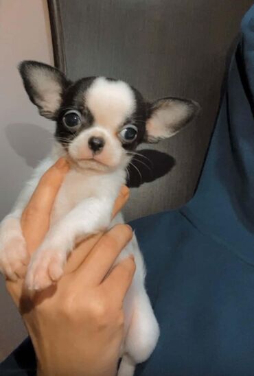 İtlər: Çixuahua, 2 ay, Erkek, Peyvəndli — 2