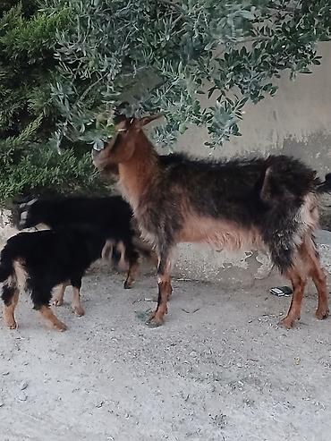 boer keçisi: Məhsul: Keçi ailəsi (dişi ana və 2 bala) Təsvir: - Qəhvəyi-qara — 3