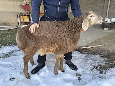 Баран, овца: Продаю | Баран (самец) | Арашан | Для разведения | Племенные, Осеменитель — 2