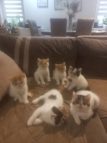 Mačke: Na prodaju mačići persijske egzotične (Exotic Shorthair) rase. Vrlo — 10