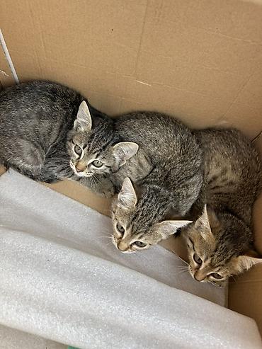 кошка бесплатная: Котята в КАНТЕ
БЕСПЛАТНО — 1