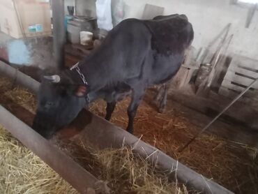 cins ineklerin satisi 2018: Dişi, il: 3