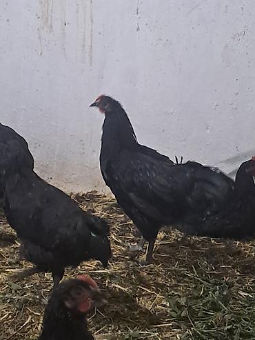 damazlıq heyvanların satışı: Təmiz qan avstrolop çolpalar satılır.Yalnız xoruzlar satılır çox — 4