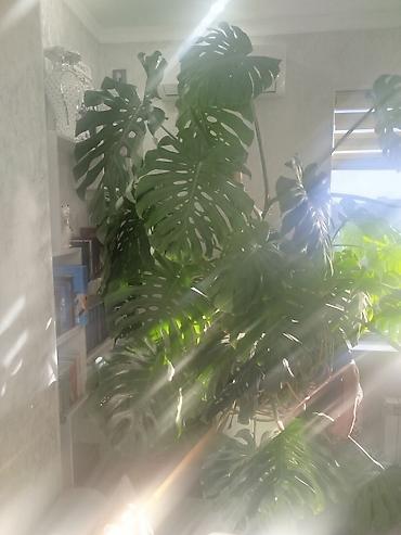 цветы камелия: Монстера делициоза (Monstera deliciosa), крупное взрослое комнатное — 3