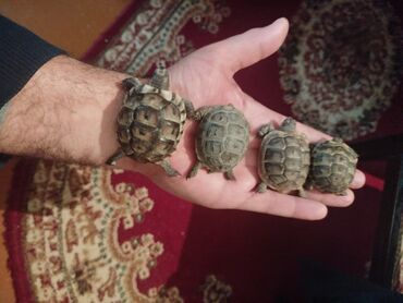 tisbaga: Tısbağa 🐢 balalayib balaca balaları satılır çox yaxşı heyvandir heç