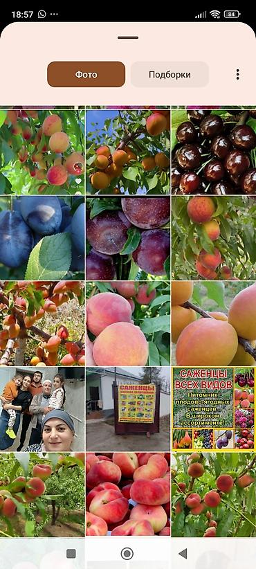 Фрукты и ягоды: Саженцы всех видов — питомник плодово-ягодных культур. Большой — 5