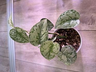 Эпипремнумы и сциндапсусы: Сциндапсус (Epipremnum/Scindapsus) вариегатный в горшке. Особенности — 21