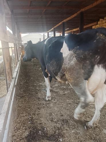 heyvan ve insan seksi: Dişi, Holsteyn, il: 5, Südlük — 4