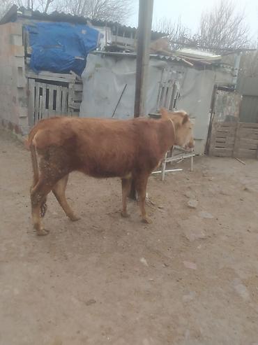 Dana, buzov: Qara mal – dişi dana/sığır - Rəng: qırmızı-qonur, alnı və burnu ağ — 1