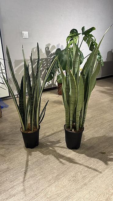 Другие комнатные растения: Комнатные растения в горшках-декоративнолиственные и цветущие виды. В — 7