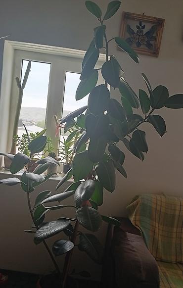 otaq bitkiləri: Böyük ölçülü otaq bitkisi – Ficus elastica (rezinli fikus) - Növ — 1