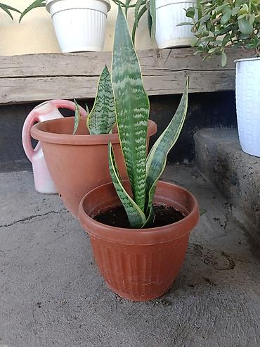 теща: Сансевиерия (Sansevieria trifasciata, «щучий хвост», «тещин язык») в — 1