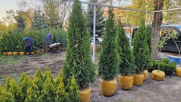 Семена газона: Газонные семена и почвосмеси для газона - Марки: Green Field — 7