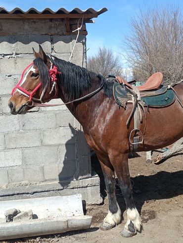 Лошади, кони: Продаю | Конь (самец) | Конный спорт | Племенные