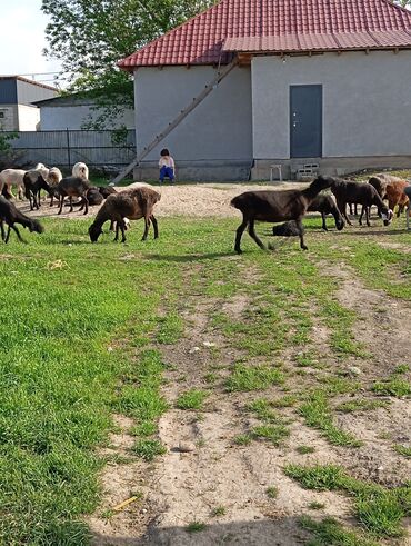 Бараны, овцы: Продаю | Овца (самка), Ягненок, Баран (самец) | Гиссарская, Полукровка, Меринос | На забой, Для разведения, Для шерсти | Племенные, Котные, Кастрированные — 9