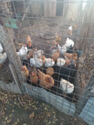 домашняя птица: Продается домашние куры, цена договорная ! Только звонить