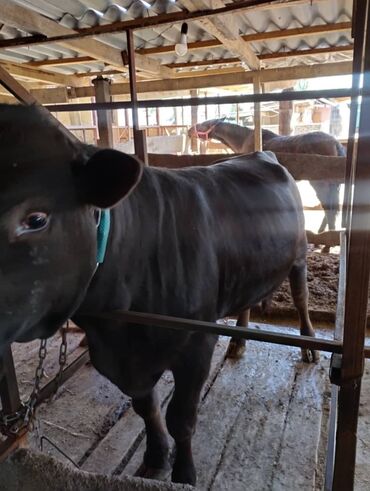 Коровы, быки: Продаю | Бык (самец) | На откорм, На забой, Для разведения | Осеменитель