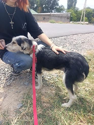собака колли: Собака даром: Дворняжка, 1 год, Самка, С прививкой — 7