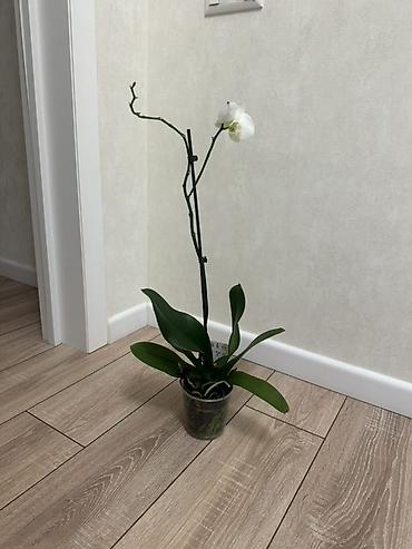 Орхидеи: Орхидеи Голландские Phalaenopsis сортовые цветущие по 800 сомов — 5
