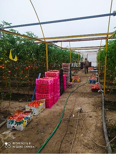 Теплицы: Теплица, предназначенная для выращивания различных — 1