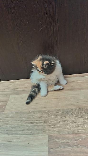 Pişiklər: Fars — 14