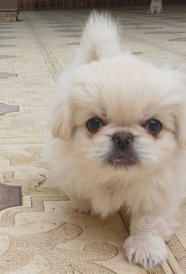 ucuz ev itleri: Pekines, 2 ay, Erkek