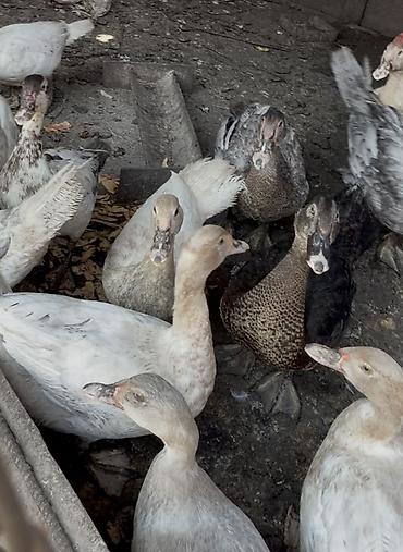 🦆 Продаются утки тяжелого мясного направления Продаются крепкие