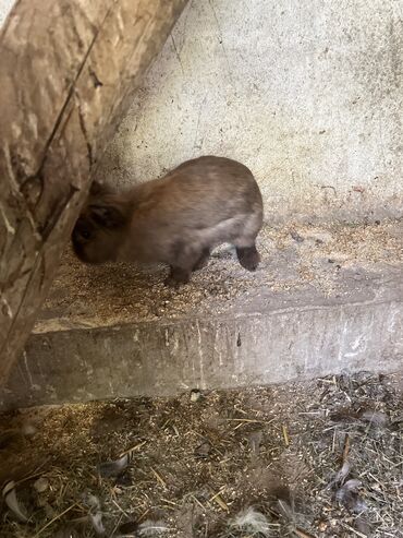 декаративный кролик: Продаю или меняю декоративных карликовых кроликов две беременных самки