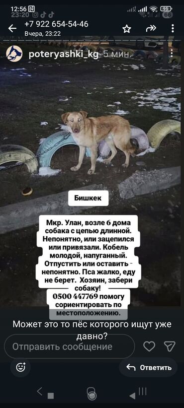 Отдам даром собаку: ‼️‼️‼️срочно нужен любящий хозяин номера телефонов указаны на фото at lalafo.kg — 4 Отдам даром собаку: ‼️‼️‼️срочно нужен любящий хозяин номера телефонов указаны на фото — 4