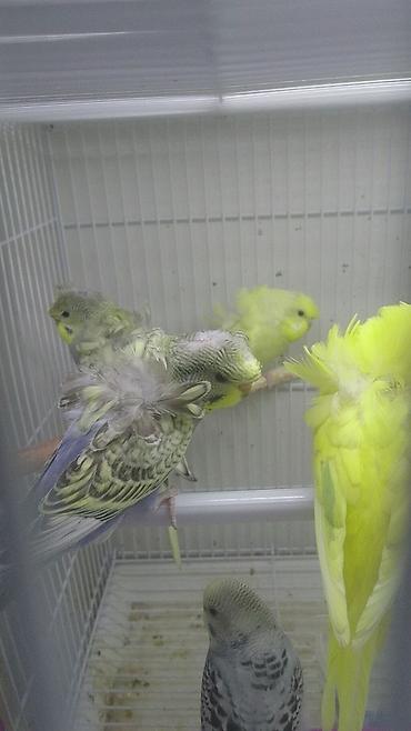 Tutuquşları: Yanaqsiz karellalar və yaponi̇clər satişdadi
yaponiclər cüt 80 azn -da lalafo.az — 3 Tutuquşları: Yanaqsiz karellalar və yaponi̇clər satişdadi
yaponiclər cüt 80 azn — 3