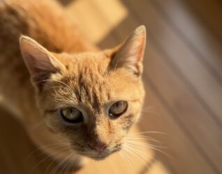 cins pişik: Dişi, Yaxşı əllərə