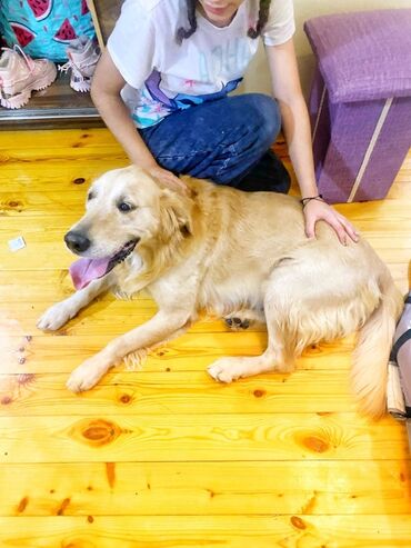 İtlər: Retriever, 1 il, Erkek, Peyvəndli — 3