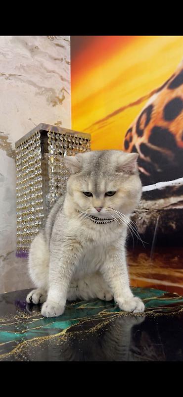 Pişiklər: Şinşilla, Erkək, Cütləşmə üçün — 6