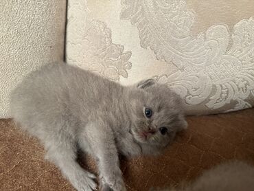 Pişiklər: Britan yastı qulaq, Dişi, Erkək, Yaxşı əllərə, Ödənişli çatdırılma, Ünvandan götürmə — 9